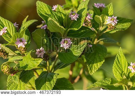 Ternate Lantana Plant Of The Species Lantana Trifolia