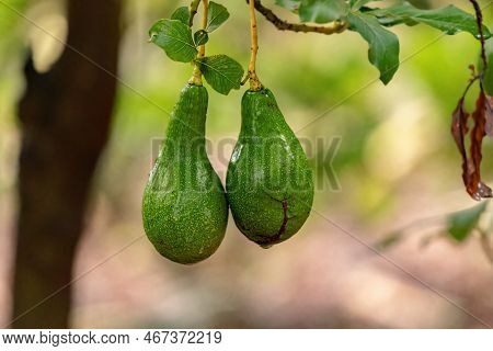 Avocado Fruit Tree Of The Species Persea Americana
