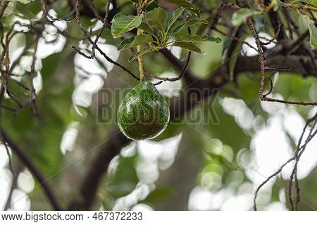 Avocado Fruit Tree Of The Species Persea Americana