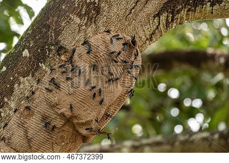 Warrior Wasp Nest Of The Species Synoeca Surinama