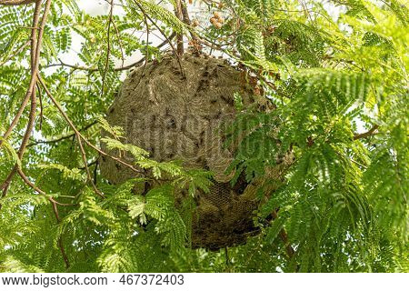 Nest Of Honey Wasps Of The Genus Brachygastra
