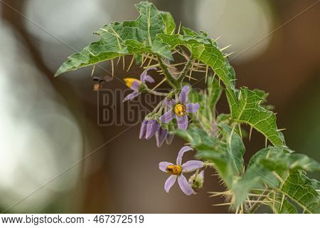 Small Nightshade Plant Of The Species Solanum Palinacanthum