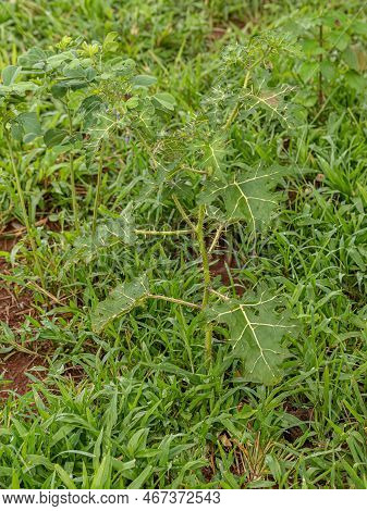 Small Nightshade Plant Of The Species Solanum Palinacanthum