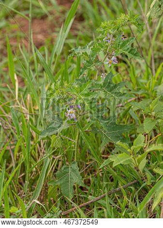 Small Nightshade Plant Of The Species Solanum Palinacanthum