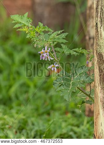 Small Nightshade Plant Of The Species Solanum Palinacanthum