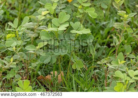 Small Green Plant Of The Family Fabaceae