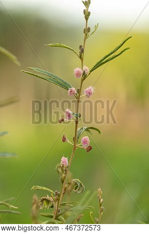 Small Sensitive Plant Of The Genus Genus Mimosa