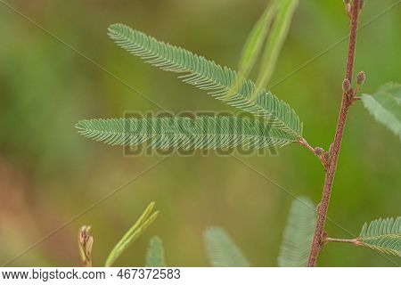 Small Sensitive Plant Of The Genus Genus Mimosa