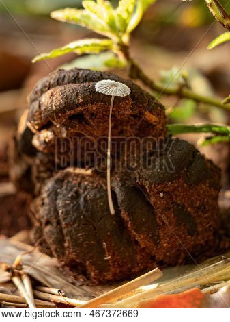 Common Gilled Mushroom Of The Genus Parasola