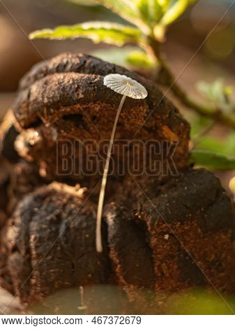 Common Gilled Mushroom Of The Genus Parasola