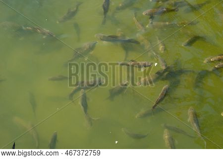 Fish Swim Close To The Surface Of The Water. Fish Pond In The Park. Natural Background