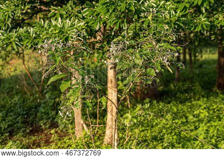 Flowering Plant Of The Species Solanum Paniculatum Commonly Known As Jurubeba A Nightshade Common In