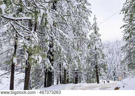 Road With Snow In The Northern California Sierra Nevada Forest By Sly Park