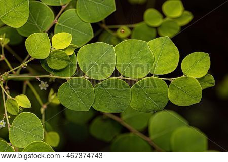 Small Wind Plant Of The Species Phyllanthus Orbiculatus