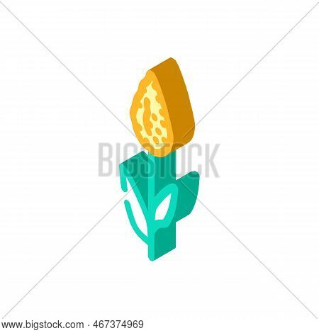Sorghum Plant Food Isometric Icon Vector. Sorghum Plant Food Sign. Isolated Symbol Illustration
