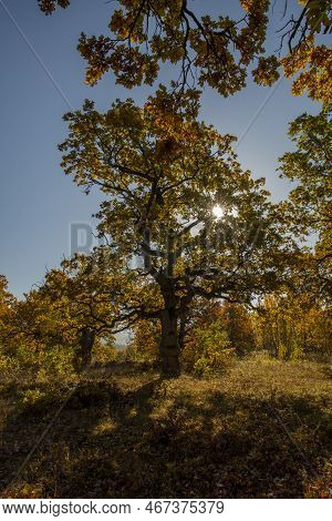 Autumn Oak Tree Foliage. Yellow Quercus Leaves In The Fall. Gavurky. Slovakia.