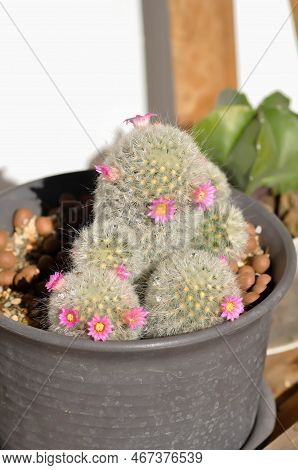 Mammillaria Carmenae ,mammillaria Or Cactus Or Succulent Or Mammillaria Carmenae With Pink Flowers