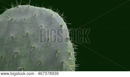 Prickly Pear Cactus Isolated On Dark Background. Green Prickly Pear Cactus (ficus Indica, Prickly Pe