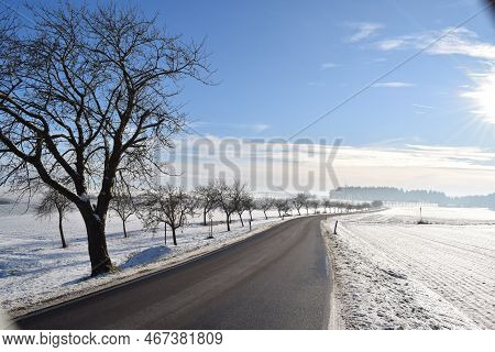 Rural Avenue In Fresh Snow And Sunlight
