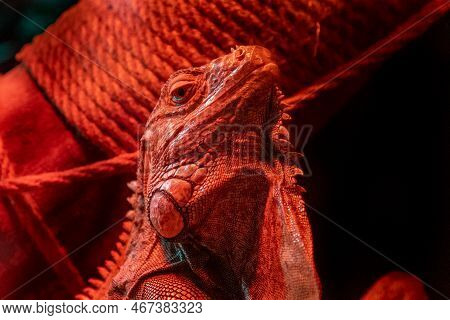 Portrait Of An Iguana In The Light Of A Red Lamp. Reptile Lizard. Serious Animal. Exotic Iguana. Igu