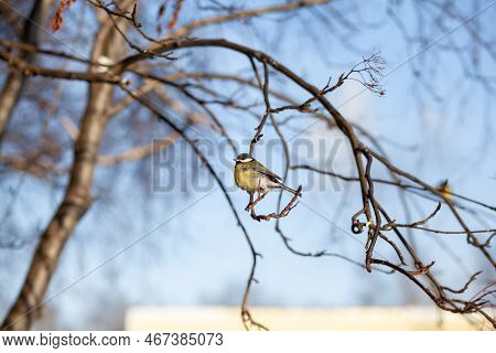 A Beautiful Little Titmouse Sits On A Branch In Winter And Flies For Food. Other Birds Are Also Sitt