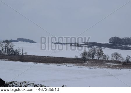 Reed Area In The Snow Covered Landscape