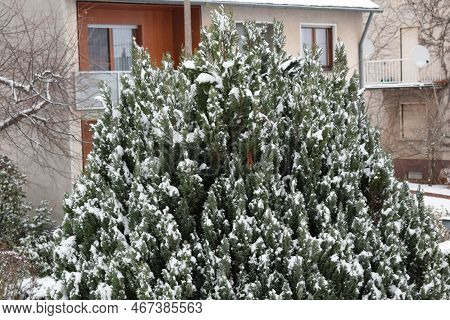 Winter Green Tree With Some Fresh Snow
