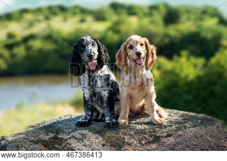 Two Charming Smiling Puppies Are Sitting On A Large Stone In The Summer On A Sunny Day On The Backgr