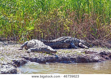 Crocodilos