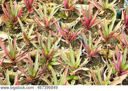 Tradescantia Spathacea Tree Stock On Farm For Harvest