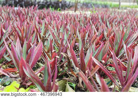 Tradescantia Spathacea Tree Stock On Farm