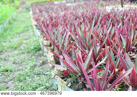 Tradescantia Spathacea Tree Stock On Farm