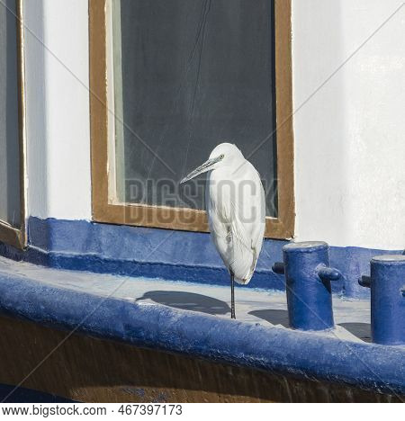 Great Egret Ardea Alba Wild Bird Stood Resting On One Leg At Edge Of Boat Deck By Capstan