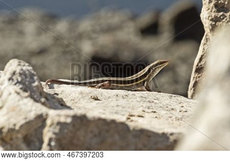 Blue-tailed Skink Lizard Stood On A Stone Rock In Rural Countryside Garden Sunbathing