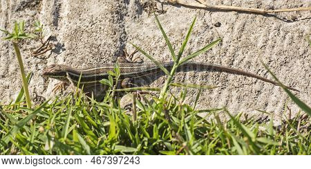 Blue-tailed Skink Lizard Stood On A Stone Rock In Rural Countryside Garden Sunbathing