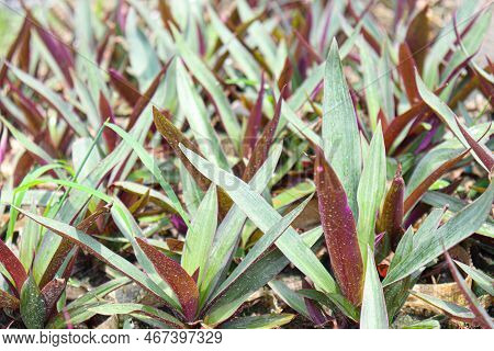 Tradescantia Spathacea Tree Stock On Farm For Harvest