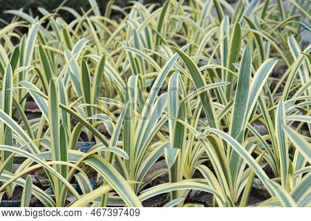 Beautiful Dianella Ensifolia Tree Stock On Farm For Harvest