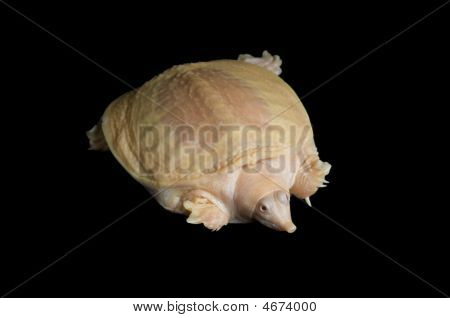Albino Chinese Soft-shell schildpadden