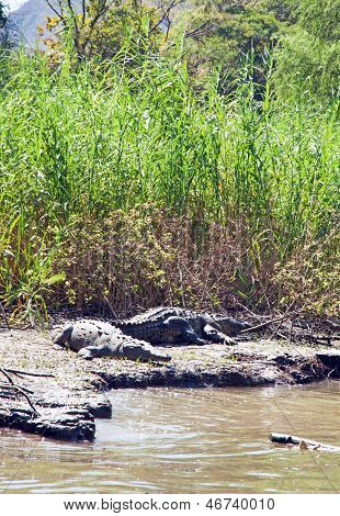 Crocodilos