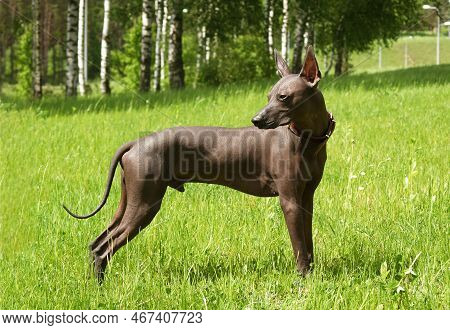 Mexican Hairless, Xoloitzcuintle. Beautiful Adult Dog Outdoors. Rare Dog Breed, Xolo. Standard Size.