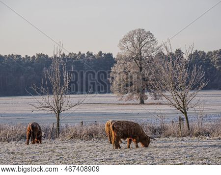 winter time in the german westphalia near borken