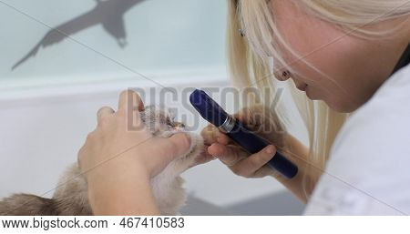 The Ophthalmologist Carefully Examines The Cats Eye Using An Ophthalmoscope. A Veterinarian Examines