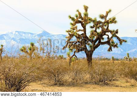 Joshua Trees Besides Creosote Shrubs On The High Desert Plateau With The Snow Covered San Gabriel Mo