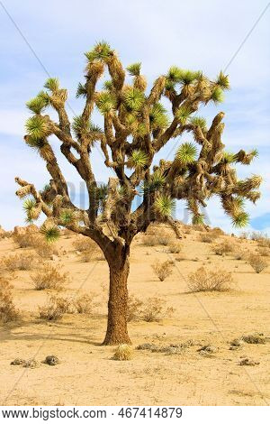 Joshua Tree On An Arid Plain Covered With Sand And Creosote Shrubs Taken At Arid Badlands In The Rur