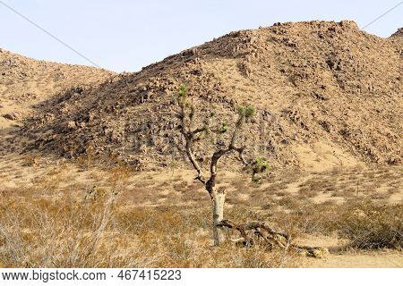 Joshua Trees Surrounded By Creosote Shrubs On An Arid Desert Field Surrounded By Barren Hills Taken 