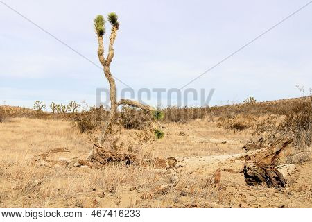 Joshua Trees And Creosote Shrubs On Sand Taken At An Arid Windswept High Desert Plateau In The Rural
