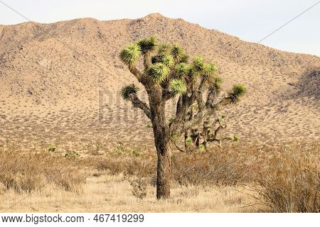 Joshua Trees Surrounded By The Creosote Bush On The Desert Floor Surrounded By Arid Mountains Taken 