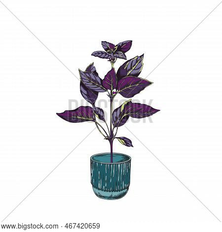 Red Rubin Basil Herb Bush In Flowerpot, Hand Drawn Vector Illustration Isolated.