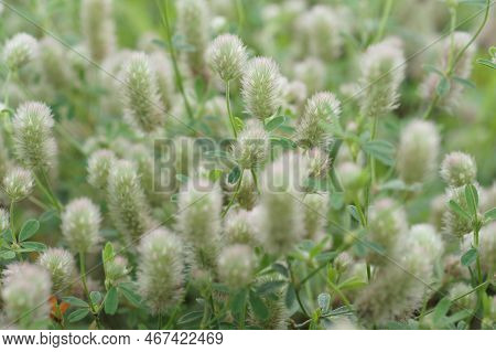 Natural Closeup On An Aggregation Of Fluffy The Hare's-foot, Rabbitfoot Clover, Trifolium Arvense