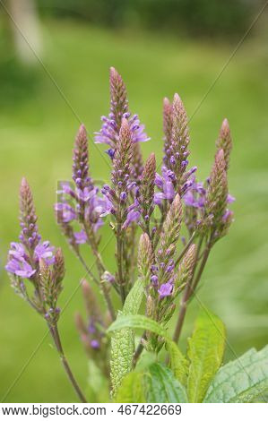 Natural Closeup On A Purple Flowering Blue Vervain, Verbena Hastata In The Garden